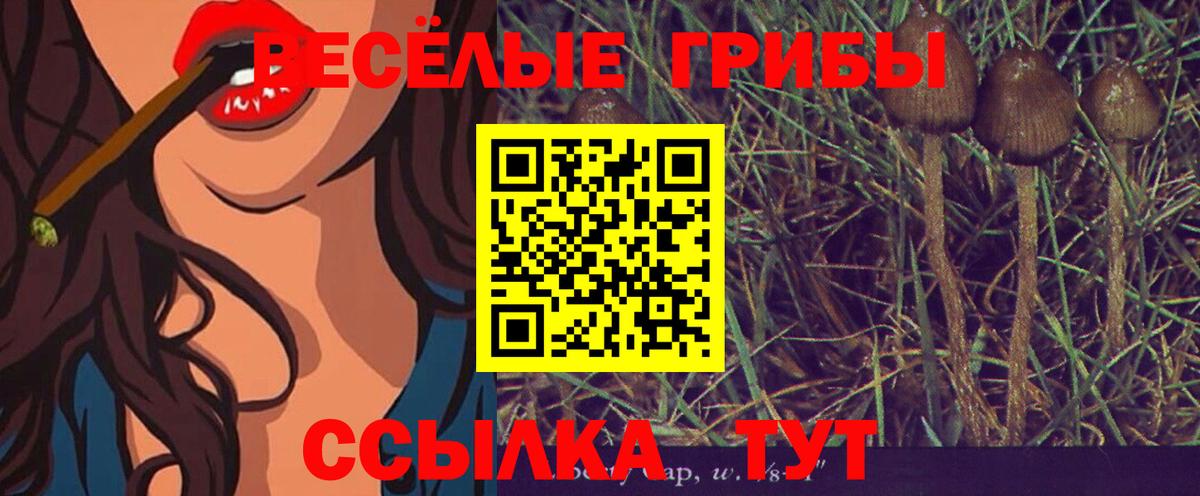 Гай  Галлюциногенные грибы Psilocybe  Вход с VPN 